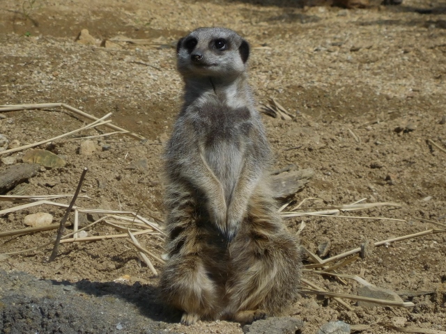 ミーアキャット｜到津の動物たち｜到津の森公園